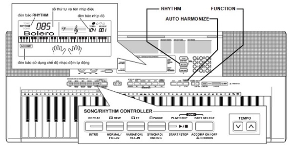 cấu trúc và chức năng đàn organ